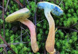 Attēlu rezultāti vaicājumam “Boletales”