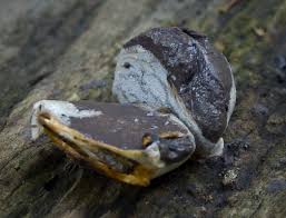 Attēlu rezultāti vaicājumam “Lycogala flavofuscum sessile”