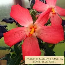 Image result for Abelmoschus moschatus