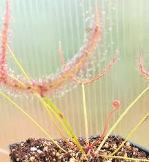 Attēlu rezultāti vaicājumam “Drosera x obovata leaf”