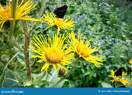 Attēlu rezultāti vaicājumam “Inula britannica bud”