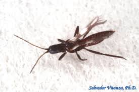 Attēlu rezultāti vaicājumam “Thysanoptera”