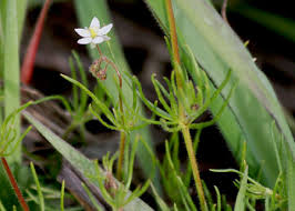 Attēlu rezultāti vaicājumam “Spergula arvensis”