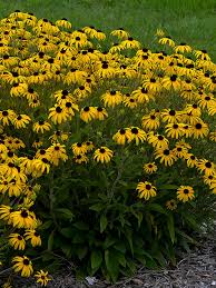 Image result for Rudbeckia