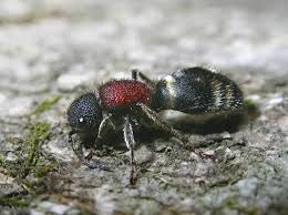 Attēlu rezultāti vaicājumam “Mutilla europaea”