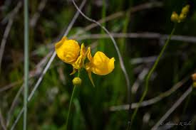 Attēlu rezultāti vaicājumam “Utricularia intermedia flower”