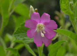 Attēlu rezultāti vaicājumam “Epilobium hirsutum”