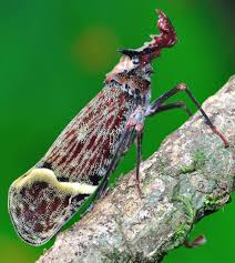 Attēlu rezultāti vaicājumam “Fuligo luteonitens macro”