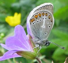Attēlu rezultāti vaicājumam “Eumedonia eumedon”