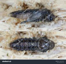 Attēlu rezultāti vaicājumam “Dasytes caeruleus”