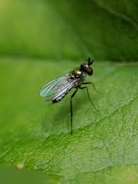 Attēlu rezultāti vaicājumam “Psallus sp. imago”