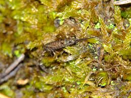 Attēlu rezultāti vaicājumam “Machilidae”