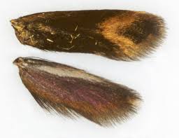 Attēlu rezultāti vaicājumam “Cauchas rufimitrella”