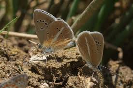 Attēlu rezultāti vaicājumam “Agrodiaetus damon underside”