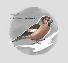 Attēlu rezultāti vaicājumam “Coccothraustes coccothraustes”