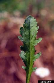 Attēlu rezultāti vaicājumam “Leucanthemum vulgare leaf”
