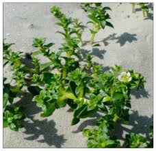 Attēlu rezultāti vaicājumam “Honckenya peploides bud”