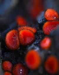 Attēlu rezultāti vaicājumam “Scutellinia scutellata”