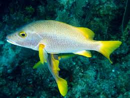 Image result for Lutjanus apodus