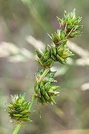 Attēlu rezultāti vaicājumam “Carex globularis flower”