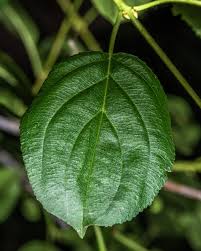Attēlu rezultāti vaicājumam “Rhamnus cathartica leaf”