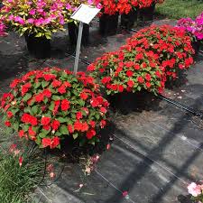 Image result for Impatiens walleriana
