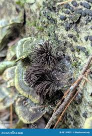 Attēlu rezultāti vaicājumam “Stemonitis splendens”