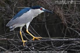 Attēlu rezultāti vaicājumam “Nycticorax nycticorax adult”