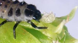 Attēlu rezultāti vaicājumam “Adalia bipunctata imago”