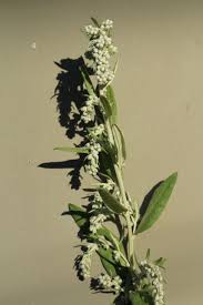 Attēlu rezultāti vaicājumam “Chenopodium rubrum flower”