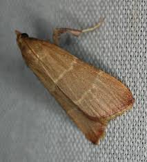 Attēlu rezultāti vaicājumam “Pyralididae”