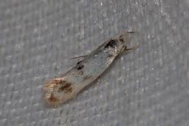 Attēlu rezultāti vaicājumam “Elachista maculicerusella”