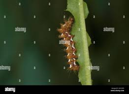 Attēlu rezultāti vaicājumam “Acronicta rumicis imago”