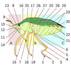 Attēlu rezultāti vaicājumam “Heteroptera”