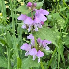 Image result for Lathyrus odoratus