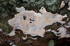 Attēlu rezultāti vaicājumam “Cinereomyces lindbladii”