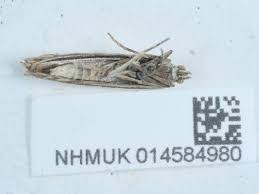 Attēlu rezultāti vaicājumam “Crambus silvella”