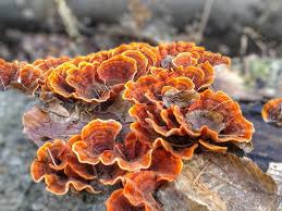 Attēlu rezultāti vaicājumam “Vouauxiomyces santessonii”