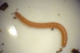 Attēlu rezultāti vaicājumam “Polyzonium germanicum”