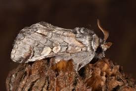 Attēlu rezultāti vaicājumam “Diloba caeruleocephala”