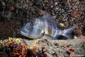 Image result for Dentex dentex