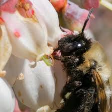 Attēlu rezultāti vaicājumam “Cribraria martinii macro”