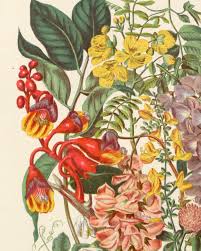 Attēlu rezultāti vaicājumam “Leguminosae”