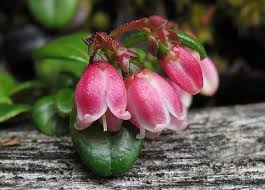 Attēlu rezultāti vaicājumam “Vaccinium vitis-idaea flower”
