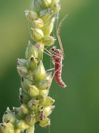 Attēlu rezultāti vaicājumam “Cecidomyiidae”