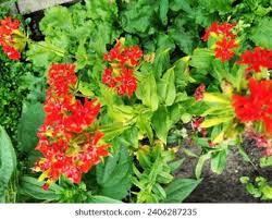 Attēlu rezultāti vaicājumam “Silene chalcedonica”