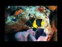 Gl Cozumel