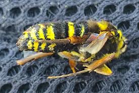 Attēlu rezultāti vaicājumam “Sesia apiformis”