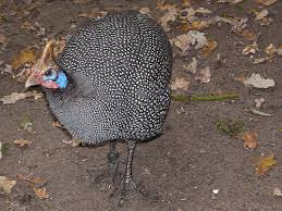 Attēlu rezultāti vaicājumam “Numida meleagris”