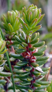 Attēlu rezultāti vaicājumam “Empetrum nigrum flower”